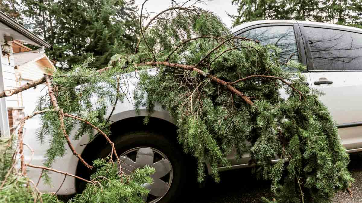 Caida de arboles en autos aumenta.jpg